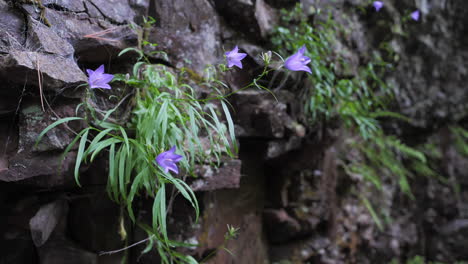 Schöne-Lila-Blumen,-Die-Aus-Der-Felswand-Wachsen