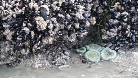 Water-drops-falling-off-rocks-covered-in-barnacles-in-the-ocean-in-slow-motion