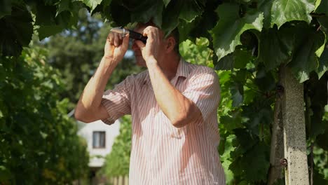 Old-viticulturist-squeezing-grape-juice-onto-a-glass-of-light-refractometer-and-looking-through-it-in-the-vineyard