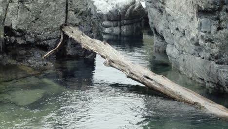 Large-fallen-tree-in-rocky-canyon-river
