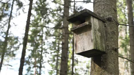 Bird-house-in-the-forest