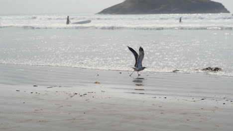 Slow-motion-seagull-on-beach-taking-off-and-starting-to-fly-away
