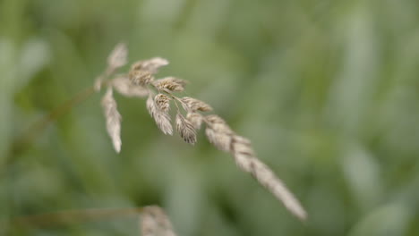 Close-up-wheat-grass-blowing-in-the-wind