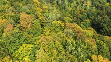 Aerial-shot-of-the-amazing-lush-green-and-yellow-treetops,-beautiful-warm-atmospheric-autumn-forest-landscape