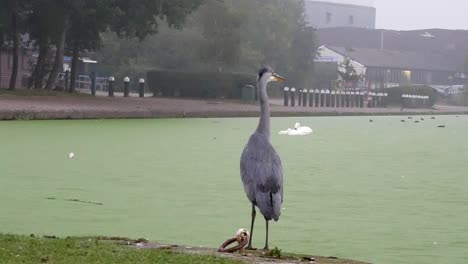 Common-grey-heron-bird-hunting-on-misty-morning-river-canal-footpath-swan-swims-through-scene