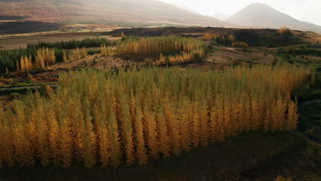 Beautiful-Trees-In-Autumnal-Colors-In-Egilsstadir,-East-Iceland---forward-drone-shot