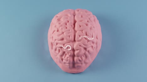 Neural-signals-on-Human-brain-cerebral-hemispheres-gyri-and-sulci