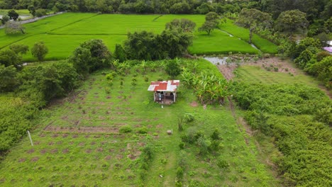 Aerial:-drone-clip-flying-high-over-a-hut-in-the-middle-green-fields-in-Thailand
