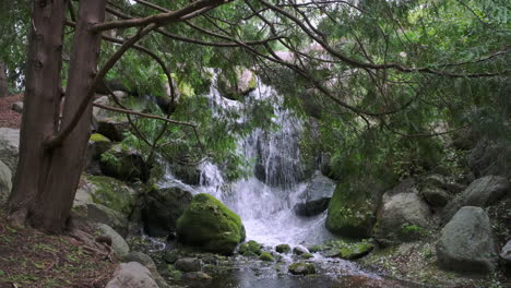 Small-Forest-Waterfall-With-A-Pine-Tree-In-The-Foreground