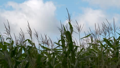 A-crop-of-Maize-blowing-in-the-autumn-wind-set-against-a-bright-blue-sky-and-white-clouds-in-the-UK