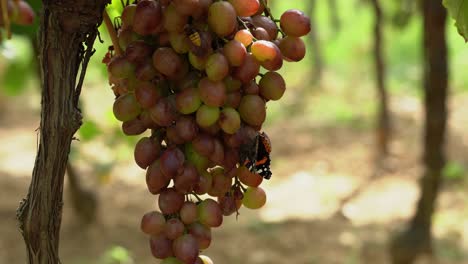 Red-admiral-butterfly-feasting-on-a-huge-cluster-of-red-grapes-and-big-hornet-joins-it