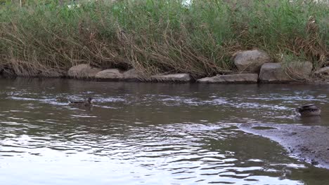 Gadwall-Anas-strepera-and-Mallard-Anas-platyrhynchos-wild-ducks-on-a-river-stream-in-Seoul-Yanje-district