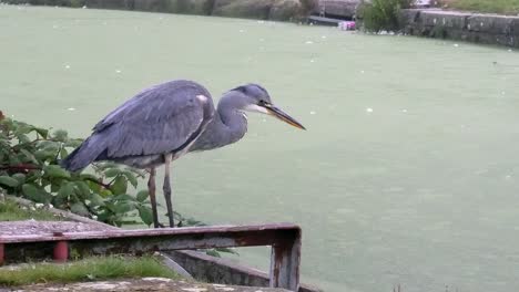 Patient-common-grey-heron-bird-hunting-on-misty-river-canal