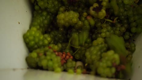Green-grapes-pouring-into-steel-grape-crusher-machine
