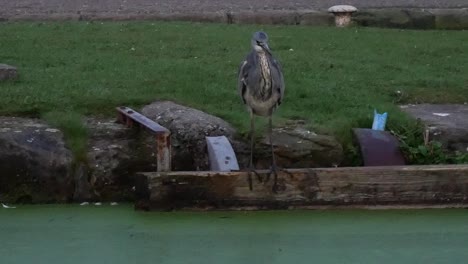Britische-Graureiher-Vogeljagd-Im-Flusskanal-Am-Dunklen-Morgen