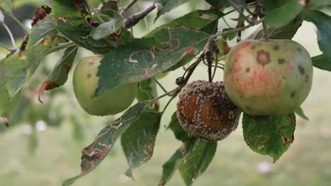 Rotten,-autumn-apple-on-tree-branch,-mid-shot