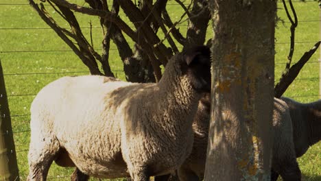 Lambs-and-sheep-in-grass-and-playing-in-trees