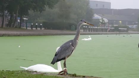 Common-grey-heron-bird-hunting-as-swan-passes-on-green-misty-river-canal