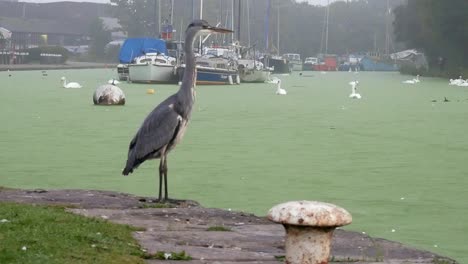 Common-grey-heron-bird-hunting-on-misty-morning-river-canal-boats-in-background