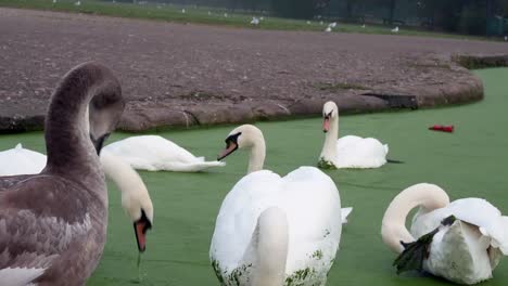 Flock-of-UK-swans-and-geese-swimming-and-feeding-in-green-canal-river-water