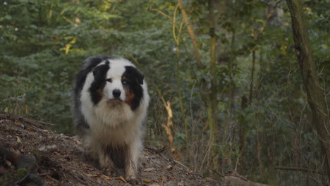 Australian-shepherd-dog-sits-in-forest,-catches-sight-of-something-and-chases-after-it
