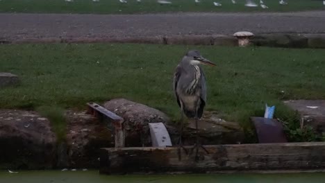 UK-grey-heron-bird-hunting-and-watchful-on-dark-morning-river-canal