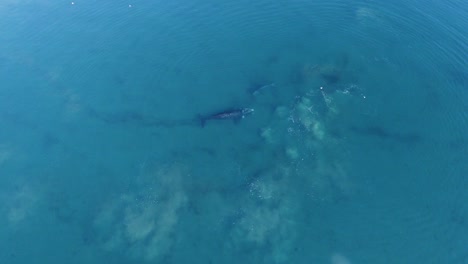 Top-down-Shot-Of-Mother-And-Baby-Whales-Playing-In-The-Calm-Blue-Sea---aerial-zoom-in