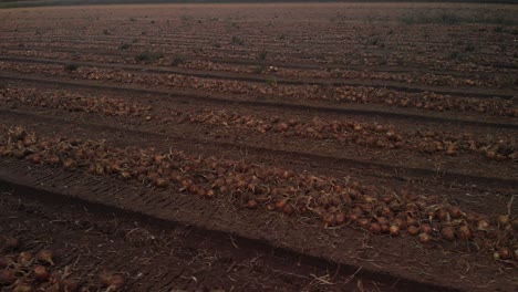 Low-fly-over-view-of-onions-in-long-rows-after-grubbing-ready-to-be-harvested-from-the-farmland-field