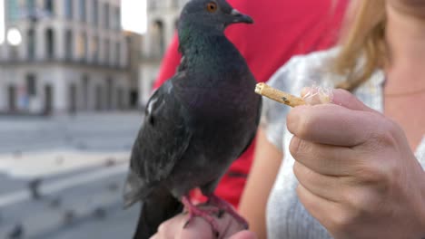 Close-up-of-a-pigeon-eating-from-the-hand-of-a-female-blonde-tourist-in-a-city-square