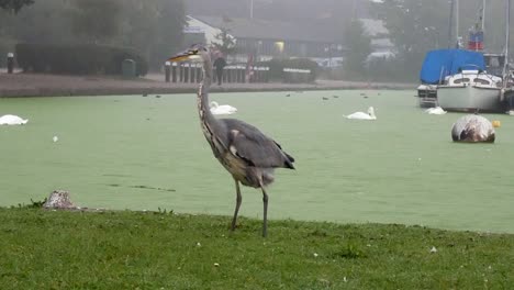 Common-grey-heron-bird-takes-poop-on-misty-green-river-canal-grass