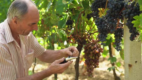 Older-viticulturist-picking-big-red-grape-and-squeezing-the-juice-onto-a-glass-of-light-refractometer