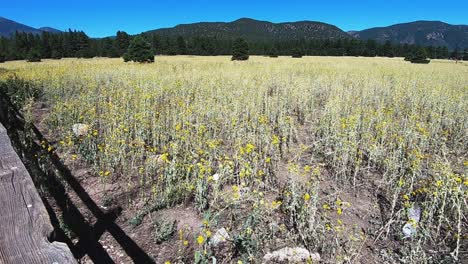 Un-Campo-Interminable-De-Flores-Silvestres-Amarillas-Cerca-De-Flagstaff,-Arizona