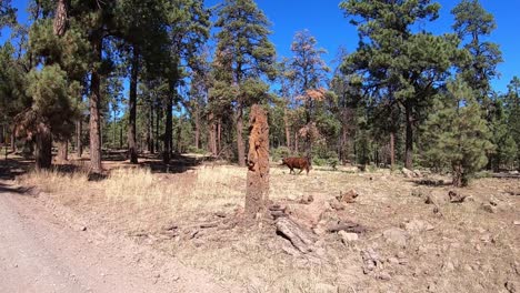 Dolly-shot-of-one-lone-cow-making-her-way-through-the-open-range-in-the-Coconino-National-Forest,-Arizona