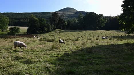 Flock-of-sheep-grazing-in-the-beautiful-Scottish-countryside-with-the-Lomond-Hills-in-the-background--Static-shot