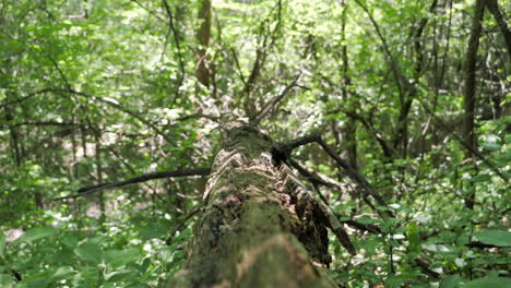Die-Kamera-Bewegt-Sich-Entlang-Eines-Umgestürzten-Bemoosten-Baums