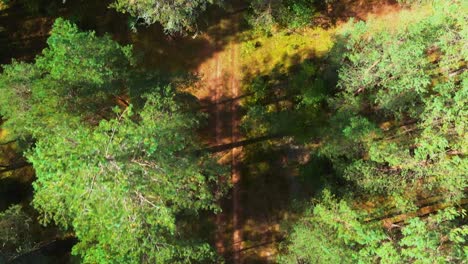 there-is-a-pathway-in-the-middle-of-the-forest,-drone-shot-topdown,-camera-pans-in-front