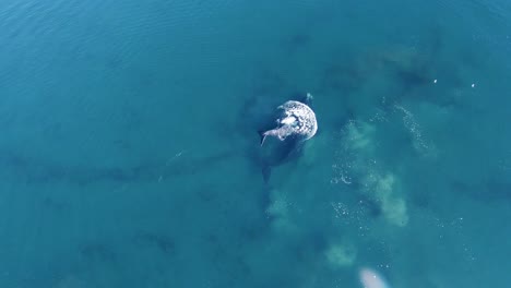 Mother-Whale-And-Its-Calf-Playing-Peacefully-In-The-Bright-Blue-Sea-In-Slow-Motion---aerial-top-down-shot
