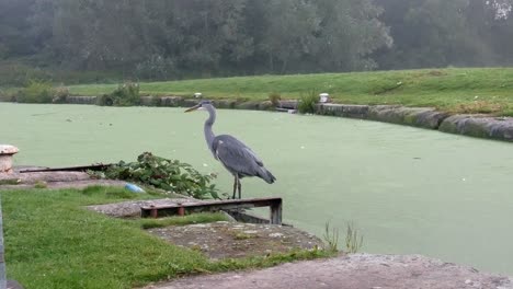 Common-grey-heron-bird-hunting-on-misty-river-canal-side-view