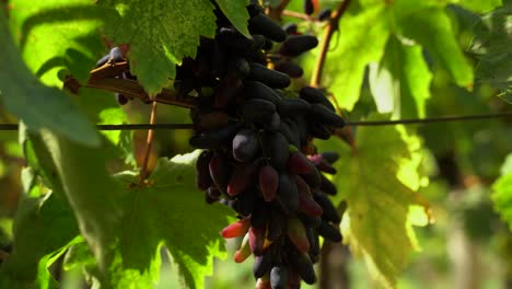 Big-cluster-of-witch-fingers-grapes-riping-between-colorful-green-leaves-in-the-vineyard-on-a-bright-sunny-day