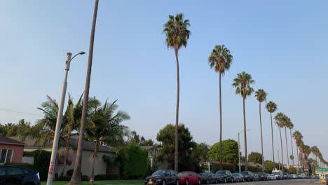 palm-tree-lined-street-in-tropical-area
