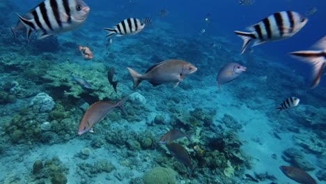 School-Of-Reef-Fish-Swimming-In-Clear-Blue-Ocean-Waters---Closeup-Shot