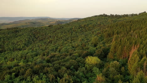 Vista-Aérea-Del-Bosque-Natural-Boreal-En-Verano-En-Hungría