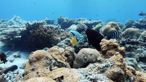 Bunte-Tropische-Rifffischarten,-Die-über-Korallenriffen-Im-Blauen-Unterwasserhintergrund-Schwimmen---Nahaufnahme