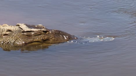 Large-crocodile-with-a-broken-upper-jaw-resting-in-the-waters-of-the-Tarcoles-River,-Costa-RIca