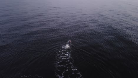 Swimming-In-Ocean-Parallax-Drone-Pan-Up