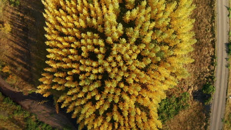 Aufsteigend-Von-Den-Schönen-Gelben-Herbstbäumen-Ostislands---Luftaufstieg