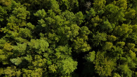 Ascending-aerial-top-down-of-beautiful-lighting-green-forest-with-high-trees-in-nature