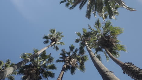 Group-of-Palm-Trees-Against-a-Bright-Blue-Clear-Sky,-Looking-Up-From-Below,-Slight-Spin,-Slow-Motion