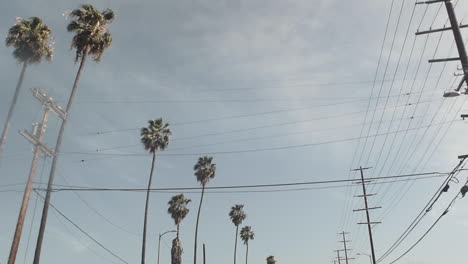 Palm-Trees-and-Telephone-Wires-Line-the-Street,-Blue-Sky,-Camera-Tilt-Up,-Car-Driving