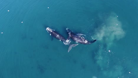 Southern-Right-Whales-Swimming-In-The-Patagonian-Sea-In-Slow-Motion---top-view,-drone-shot